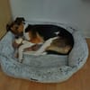 Daiquri sucht ein liebevolles Zuhause