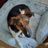 Daiquri sucht ein liebevolles Zuhause