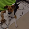 Daiquri sucht ein liebevolles Zuhause