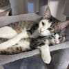 Findus & Mausi