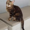 Anhängliche Bengalkatze-Mix Mimi
