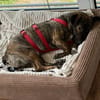 Percy sucht ein liebevolles Zuhause
