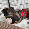 Percy sucht ein liebevolles Zuhause