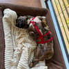 Percy sucht ein liebevolles Zuhause