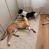 Soziale GINA liebt die Menschen ♥