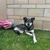 Kiana sucht ein zuverlässiges Zuhause
