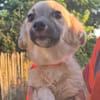 Lotti sucht ihr Zuhause