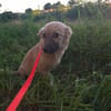 Lotti sucht ihr Zuhause