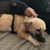 Lotti sucht ihr Zuhause