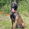 Ronja und Jessie - Rohdiamanten für Malinois-Freunde