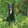 Ronja und Jessie - Rohdiamanten für Malinois-Freunde
