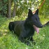 Ronja und Jessie - Rohdiamanten für Malinois-Freunde