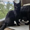MINNIE - Ein Träumchen in schwarz!