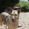 Dauerhafte Pflegestelle/Lebensplatz für Hündin LUCIA gesucht