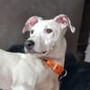 Lieber Galgo Espanol(-Mix?)-Rüde Pinto