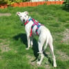 Lieber Galgo Espanol(-Mix?)-Rüde Pinto