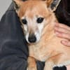 Senior Filippo sucht Zuhause