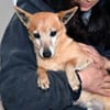 Senior Filippo sucht Zuhause