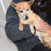 Senior Filippo sucht Zuhause