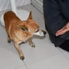Senior Filippo sucht Zuhause