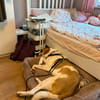 Wotan sucht ein hundeerfahrenes Zuhause