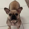 Kitty, freundliche, verspielte Französische Bulldogge