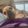 Kitty, freundliche, verspielte Französische Bulldogge
