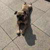 Kitty, freundliche, verspielte Französische Bulldogge