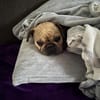 Kitty, freundliche, verspielte Französische Bulldogge