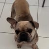 Kitty, freundliche, verspielte Französische Bulldogge