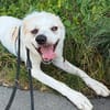 Bela sucht ein liebvolles Zuhause