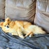 Prinzessin sucht Schloß- Kleinspitz-Diva such Residenz :)