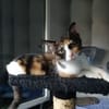 CIBOULETTE [CHATON]