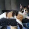 CIBOULETTE [CHATON]