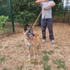 LOBO PAA24387