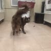 Chatouille "en cours d'adoption"