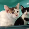 WESLEY