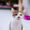 Hawai [FIV+]