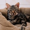 Ezyo [FIV+]