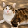 Touny [FIV+]