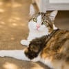 Touny [FIV+]