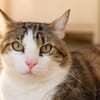Touny [FIV+]