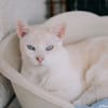 Nioky