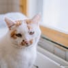 Chelki [FIV+]