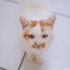 Chelki [FIV+]
