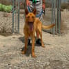 JOEL (Maria)