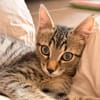 PÉPITO
