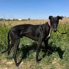 TOBO (Animalea)