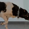 Maxi sucht seine Menschen