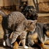 Pflegestellen für Katzen gesucht